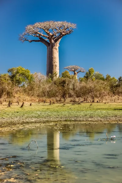 Reflejo de Baobabs en agua — Foto de Stock