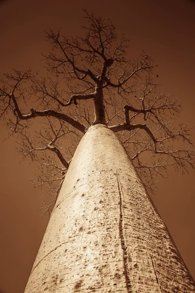 Einzelner riesiger Baobab — Stockfoto