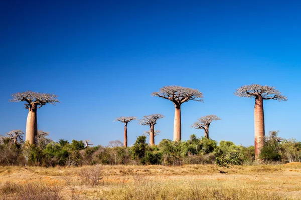 Stora baobab träd — Stockfoto