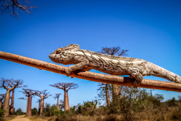 Chameleon en baobabs — Stockfoto