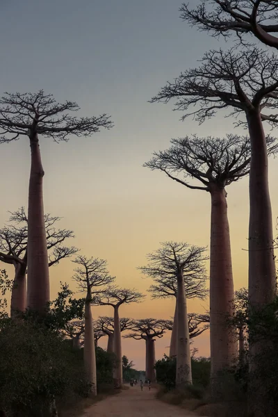 Avenida de Baobab au coucher du soleil — Photo