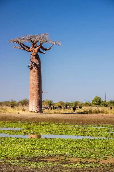Pequeño lago y baobabs —  Fotos de Stock
