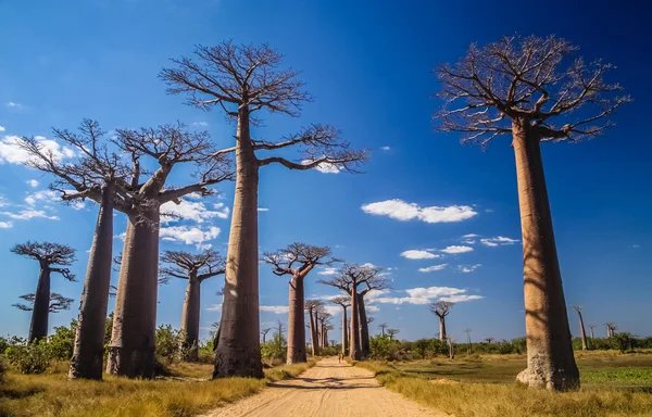 Avenida de Baobab — Foto de Stock