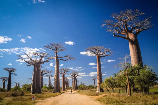 Avenida de Baobab — Foto de Stock