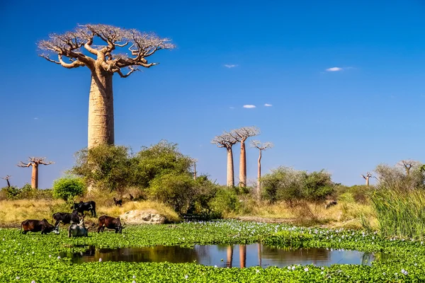 Pequeño lago y baobabs — Foto de Stock