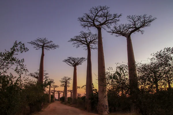 Avenida de Baobab ao pôr do sol — Fotografia de Stock