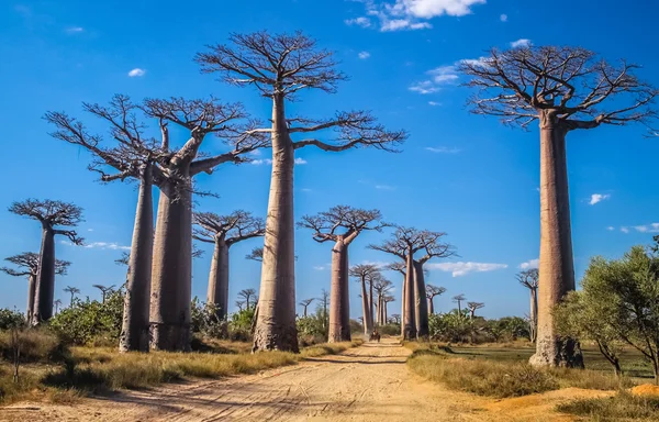 Avenida de Baobab — Foto de Stock