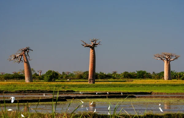 Humedales y baobabs —  Fotos de Stock