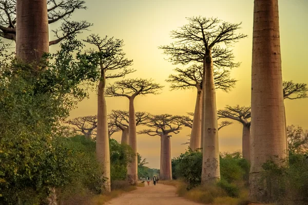 Avenida de Baobab gün batımında