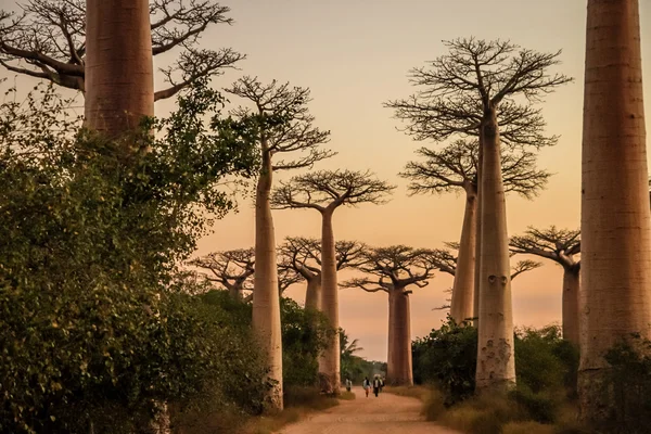 Avenida de Baobab ved solnedgang - Stock-foto