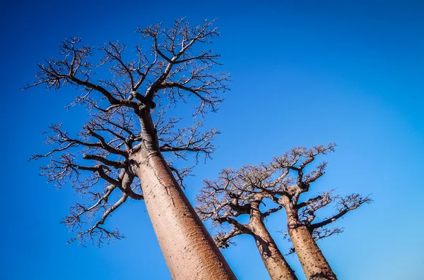 Grandes árboles de baobab — Foto de Stock