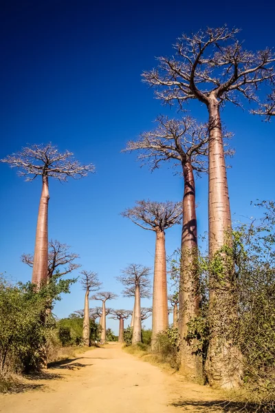 Avenida de Baobab — Foto de Stock