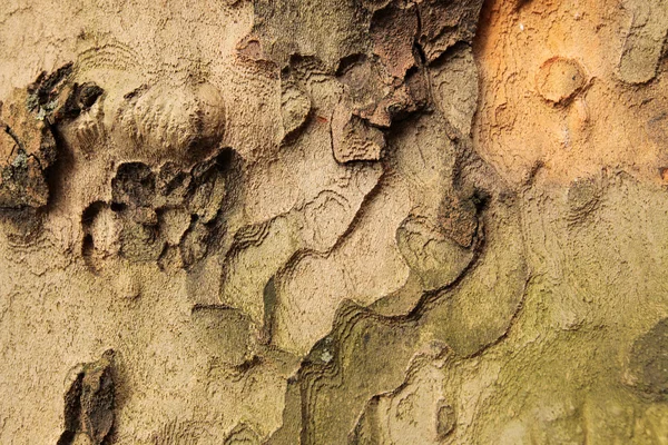 Tree bark pattern — Stock Photo, Image