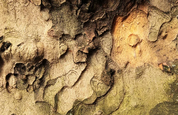 Tree bark pattern — Stock Photo, Image