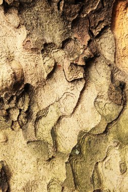 Ağaç kabuğu desen