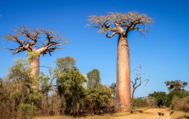 Baobab ağaçları Madagaskar