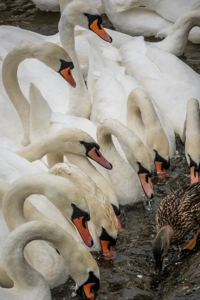 白鳥の群れ — ストック写真