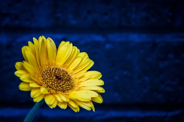 Detail žlutá gerbera — Stock fotografie