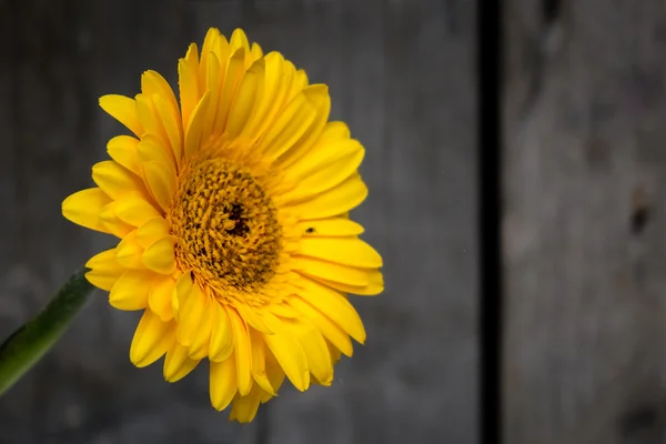 Detalhe amarelo da gerbera — Fotografia de Stock