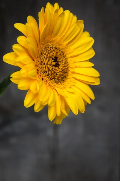 Detalhe amarelo da gerbera — Fotografia de Stock