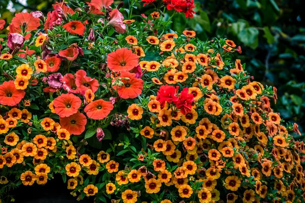 Primrose and petunia flowers — Stock Photo, Image