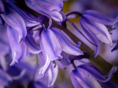 Campanula rapunculoides bud yakın çekim