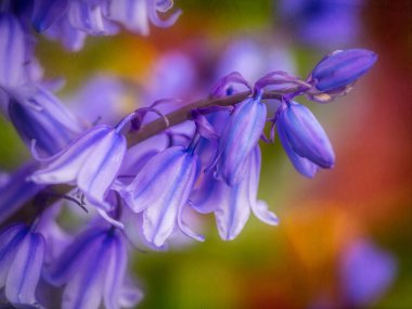 Campanula rapunculoides bahar