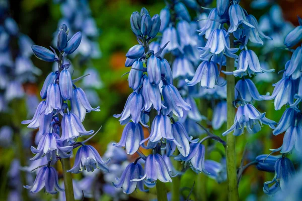 Campanula rapunculoides çiçek — Stok fotoğraf