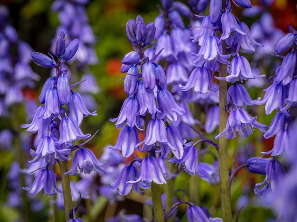 Цветы Campanula rapunculoides — стоковое фото