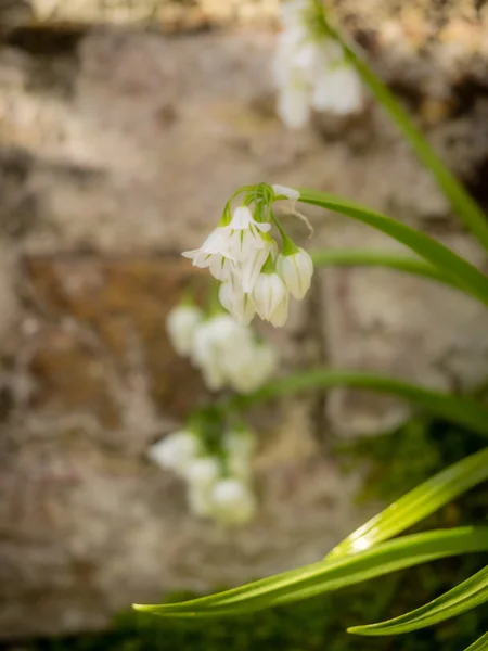 Küçük beyaz çan çiçeği — Stok fotoğraf
