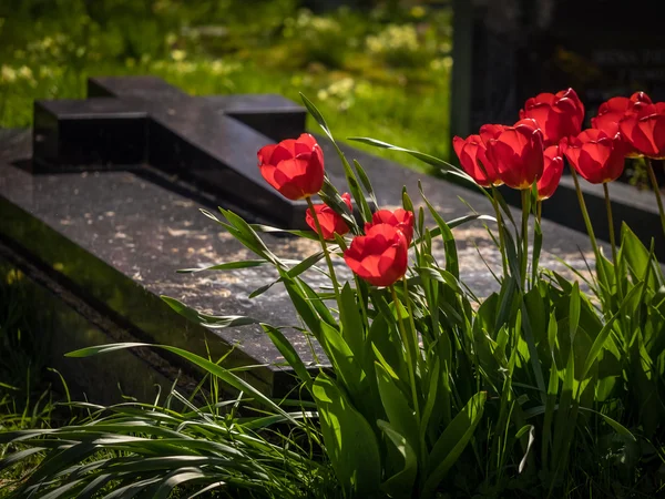 Röda tulpaner och en grav — Stockfoto
