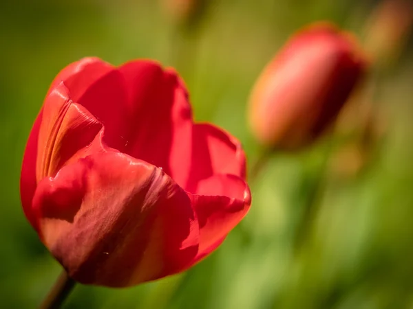 Red tulips in spring — Stock Photo, Image