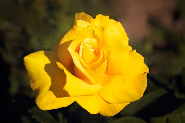 Yellow rose impression — Stock Photo, Image