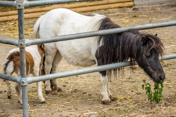 2 つの小さな ponnies — ストック写真