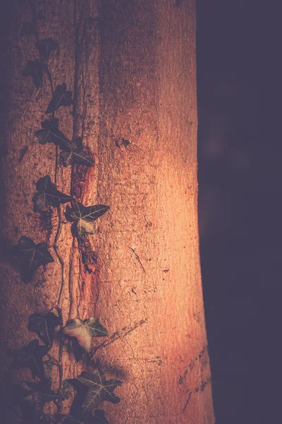 Blume auf einer Ziegelwand — Stockfoto