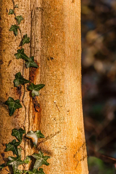 Ivy ağaç üzerinde — Stok fotoğraf