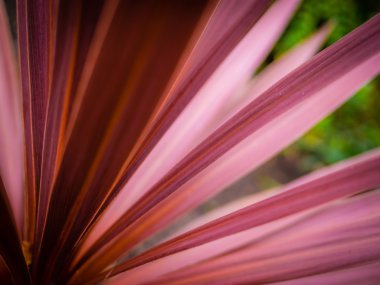 Ayrıntı Cordyline çiçek