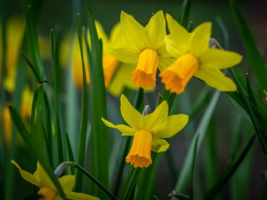 Baharda sarı nergisler