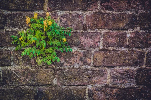 Flor em uma parede de tijolo — Fotografia de Stock