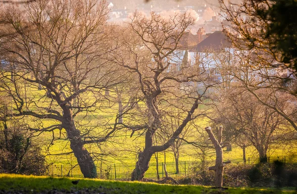 Big trees in a park — Stock Photo, Image