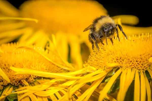 Včela sběr pylu — Stock fotografie