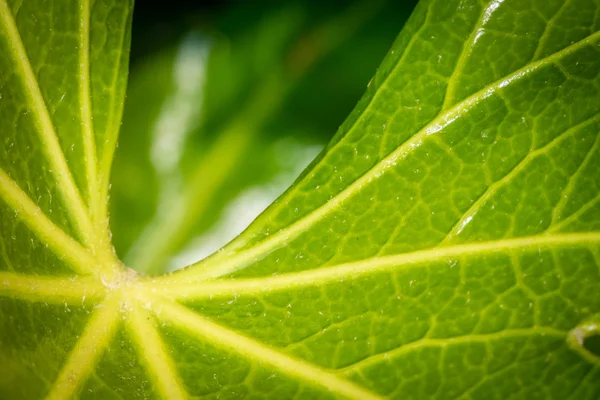 Large leaf texture — Stock Photo, Image