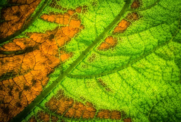 Stora blad konsistens — Stockfoto