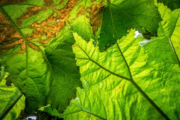 Textura de folhas grandes — Fotografia de Stock