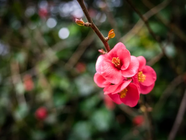 Beautiful quince blossom — Stock Photo, Image