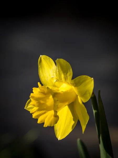 Narciso amarillo pequeño — Foto de Stock