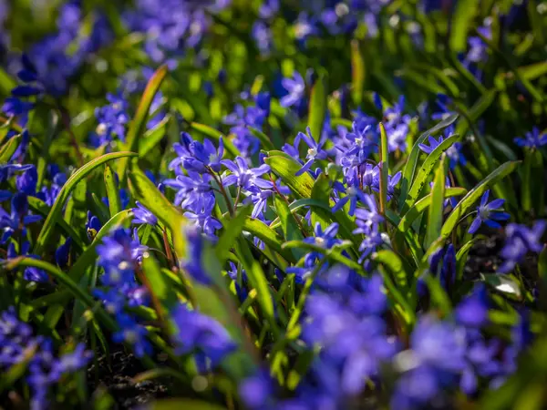 Blue hyacinth in spring — Stock Photo, Image