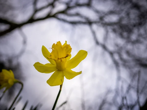 Küçük sarı nergis — Stok fotoğraf