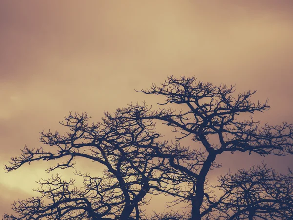 Bladloos bomen in de herfst — Stockfoto