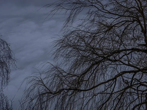 Árvore sem folhas ao entardecer — Fotografia de Stock